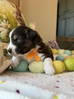 Orange, a male Australian Shepherd for sale in Casco Township, MI – Photo 4 of 4