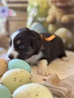 Orange, a male Australian Shepherd for sale in Casco Township, MI – Photo 3 of 4