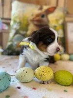 Yellow, a female Australian Shepherd for sale in Casco Township, MI – Photo 3 of 4