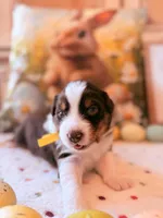 Yellow, a female Australian Shepherd for sale in Casco Township, MI – Photo 4 of 4