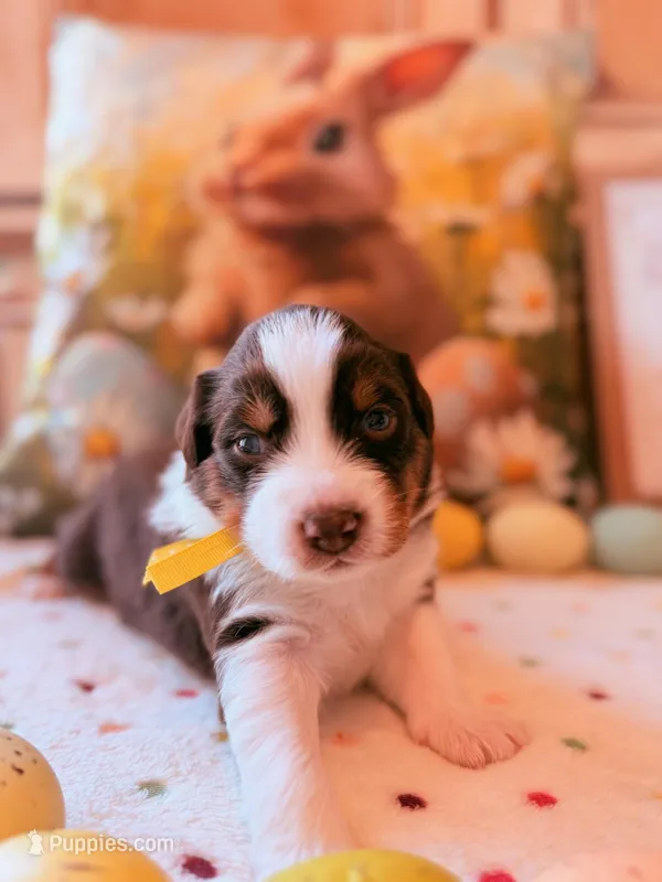 Yellow – Australian Shepherd puppy for sale in Casco Township, MI