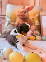 Yellow, a female Australian Shepherd for sale in Casco Township, MI – Photo 2 of 4