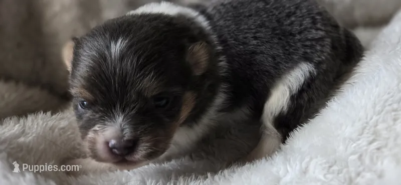 Smoke-AKC – Pomeranian puppy for sale in Billings, MT