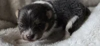 Smoke-AKC, a male Pomeranian for sale in Billings, MT – 1 of 7