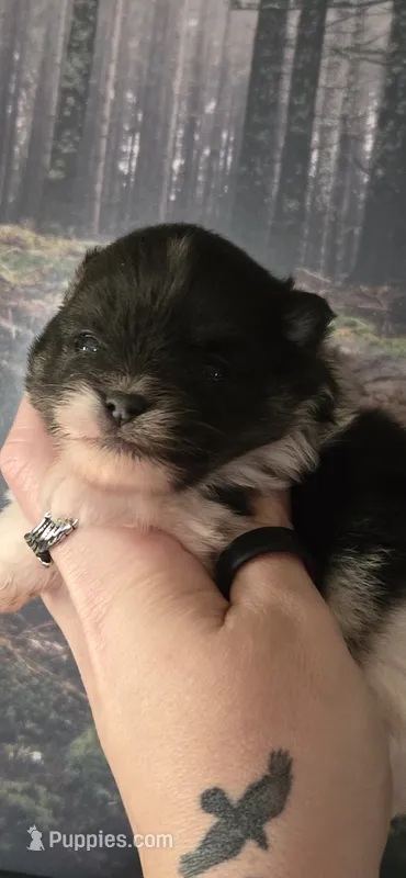 Coal- AKC – Pomeranian puppy for sale in Billings, MT
