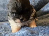 Coal- AKC, a male Pomeranian for sale in Billings, MT – 2 of 10