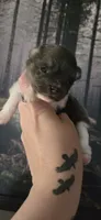 Ember, a female Pomeranian for sale in Billings, MT – 3 of 4