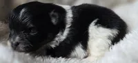 Coal- AKC, a male Pomeranian for sale in Billings, MT – 4 of 7