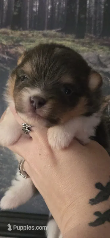 Smoke-AKC – Pomeranian puppy for sale in Billings, MT