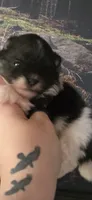 Coal- AKC, a male Pomeranian for sale in Billings, MT – 6 of 10