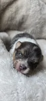 Smoke-AKC, a male Pomeranian for sale in Billings, MT – 6 of 7