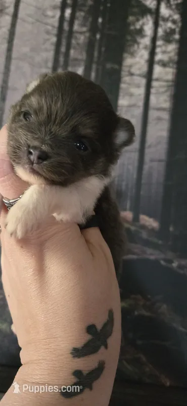 Ember – Pomeranian puppy for sale in Billings, MT