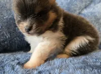 Smoke-AKC, a male Pomeranian for sale in Billings, MT – 2 of 9