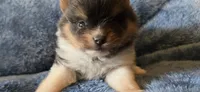 Smoke-AKC, a male Pomeranian for sale in Billings, MT – 1 of 9