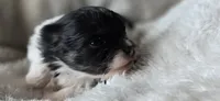 Coal- AKC, a male Pomeranian for sale in Billings, MT – 6 of 7