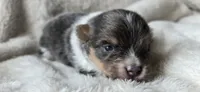 Smoke-AKC, a male Pomeranian for sale in Billings, MT – 2 of 7