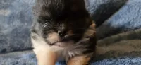Coal- AKC, a male Pomeranian for sale in Billings, MT – 1 of 10