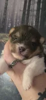 Smoke-AKC, a male Pomeranian for sale in Billings, MT – 4 of 9
