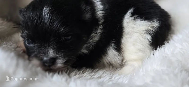 Coal- AKC – Pomeranian puppy for sale in Billings, MT