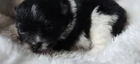 Coal- AKC, a male Pomeranian for sale in Billings, MT – 1 of 7