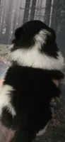 Coal- AKC, a male Pomeranian for sale in Billings, MT – 8 of 10