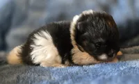 Coal- AKC, a male Pomeranian for sale in Billings, MT – 3 of 10