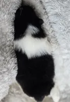 Coal- AKC, a male Pomeranian for sale in Billings, MT – 7 of 7