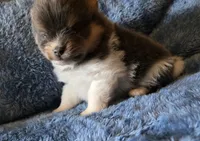 Smoke-AKC, a male Pomeranian for sale in Billings, MT – 3 of 9