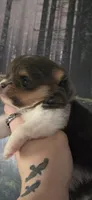Smoke-AKC, a male Pomeranian for sale in Billings, MT – 6 of 9