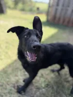 Zeus, a male German Shepherd Dog for sale in Boiling Springs, SC – Photo 5 of 8