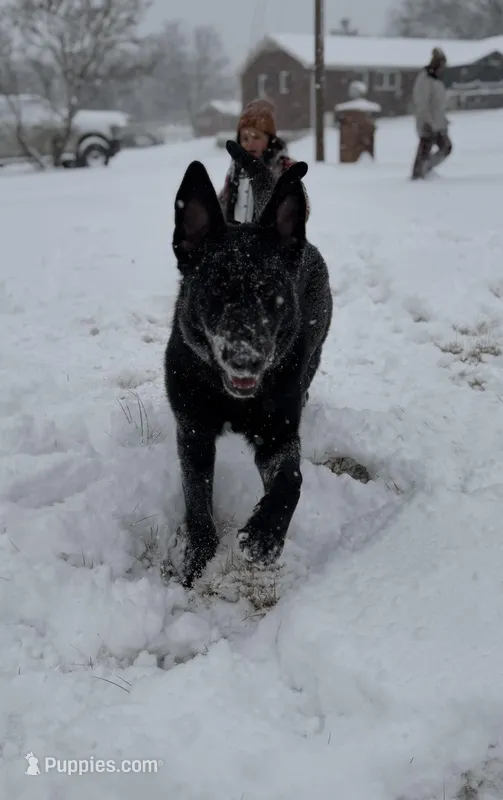 Zeus – German Shepherd Dog puppy for sale in Boiling Springs, SC
