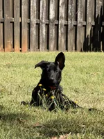 Zeus, a male German Shepherd Dog for sale in Boiling Springs, SC – Photo 7 of 8