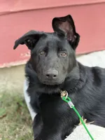 Zeus, a male German Shepherd Dog for sale in Boiling Springs, SC – Photo 6 of 8