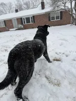 Zeus, a male German Shepherd Dog for sale in Boiling Springs, SC – Photo 8 of 8