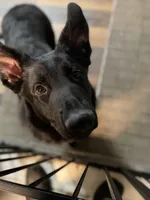 Zeus, a male German Shepherd Dog for sale in Boiling Springs, SC – Photo 2 of 8