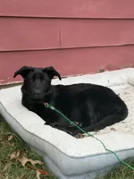 Zeus, a male German Shepherd Dog for sale in Boiling Springs, SC – Photo 4 of 8