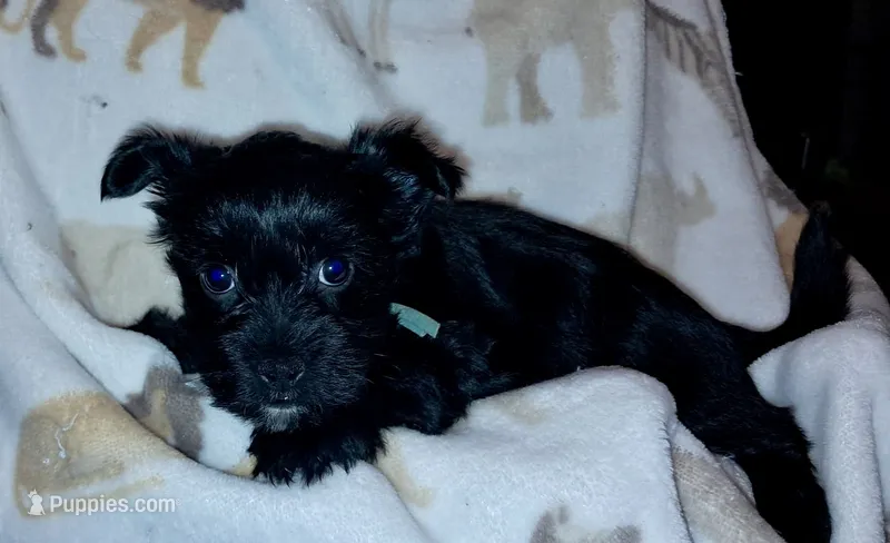 Bella – Yorkipoo, Yorkshire Terrier puppy for sale in Martin, TN
