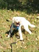 Scout, a male Yorkipoo for sale in Martin, TN – 4 of 4
