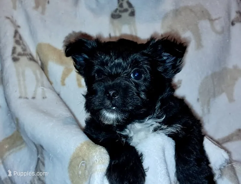 Lola – Yorkipoo, Yorkshire Terrier puppy for sale in Martin, TN