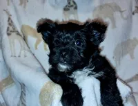 Lola, a female Yorkipoo for sale in Martin, TN – 1 of 3