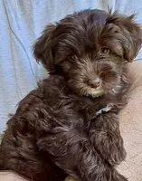 Molly, a female Miniature Labradoodle for sale in Martin, TN – 1 of 3