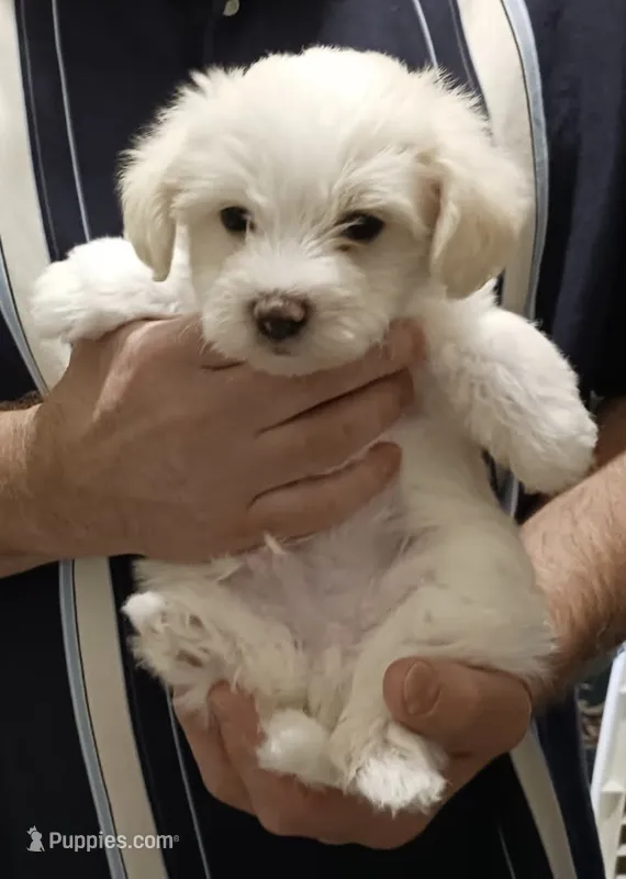 Casper – Yorkipoo puppy for sale in Martin, TN