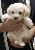 Casper, a male Yorkipoo for sale in Martin, TN – 1 of 5