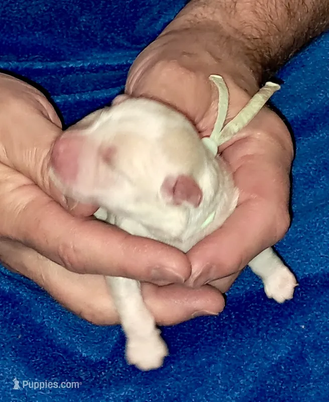 Mochi – Yorkipoo puppy for sale in Martin, TN