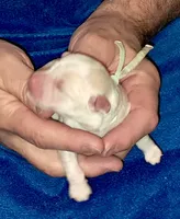 Mochi, a male Yorkipoo for sale in Martin, TN – 1 of 4