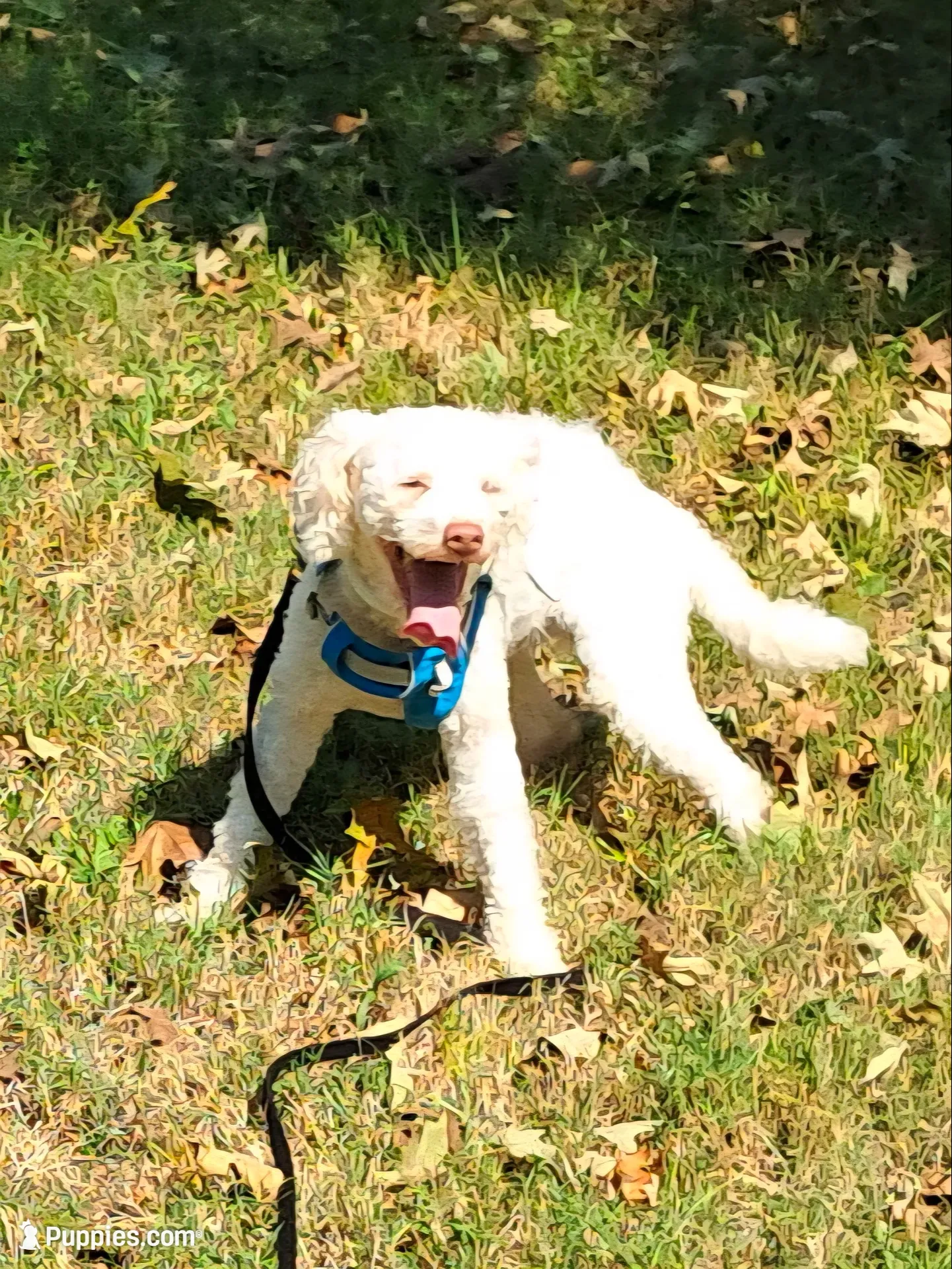 Cody, a male Miniature Labradoodle for sale in Martin, TN – 3 of 4