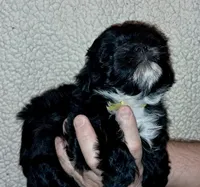 Sadie, a female Yorkipoo for sale in Martin, TN – 3 of 3
