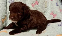 Max, a male Yorkipoo and Poodle - Miniature  for sale in Martin, TN – 2 of 5