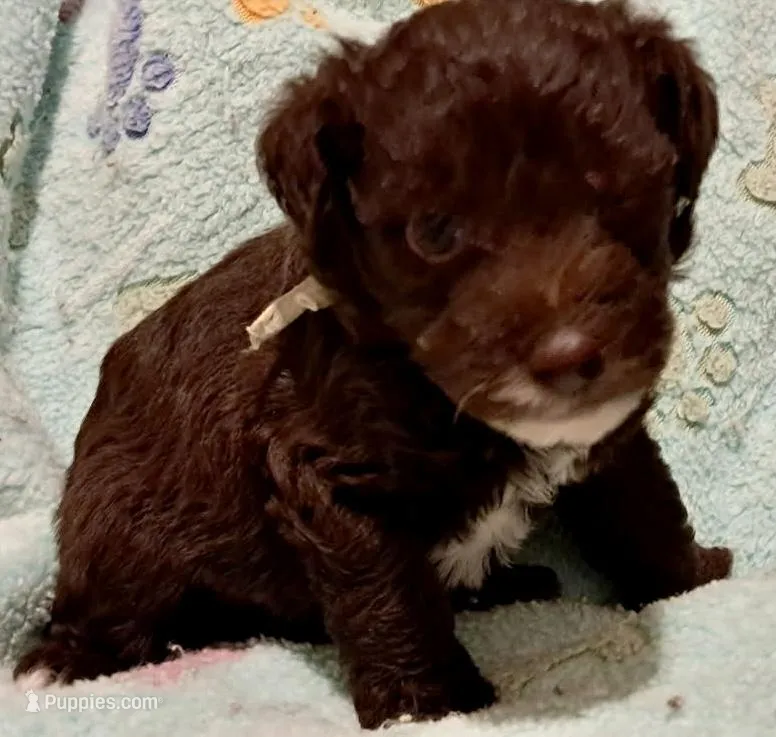 Max – Yorkipoo, Poodle - Standard  puppy for sale in Martin, TN