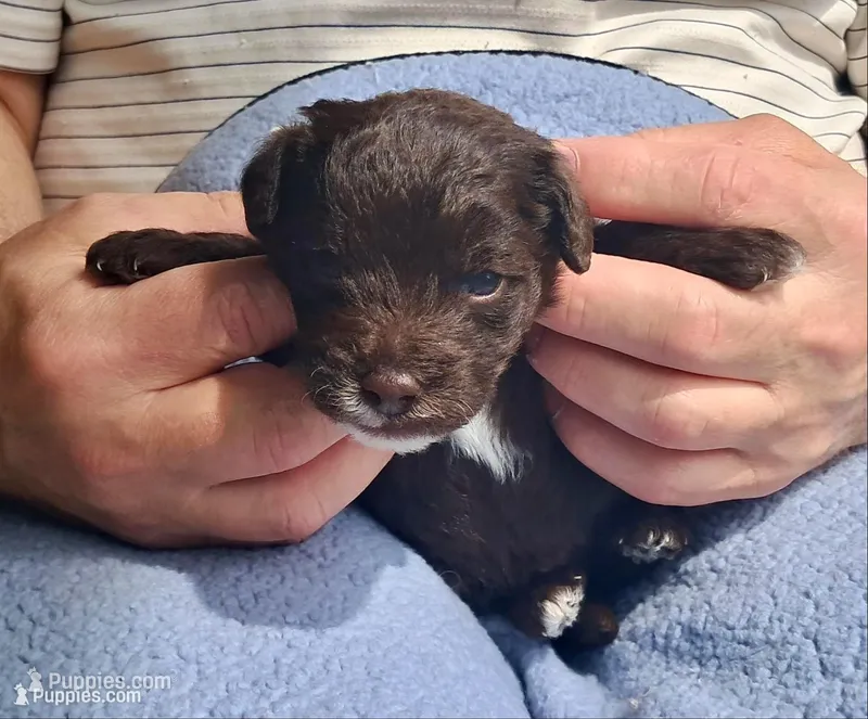Max – Yorkipoo, Poodle - Standard  puppy for sale in Martin, TN